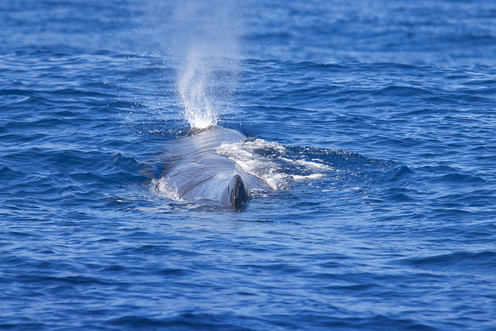 Sperm whale (Physeter macrocephalus) blowing, near Pico, Azores, Atlantic Ocean