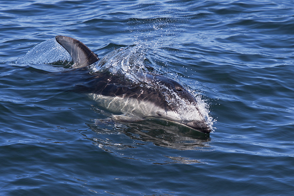 Pacific white-sided dolphin (Lagenorhynchus obliquidens) surfacing, Monterey, California, Pacific Ocean, United States of America, North America