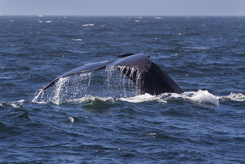 Humpback whale (Megaptera novaeangliae) fluking, Monterey, California, Pacific Ocean, United States of America, North America