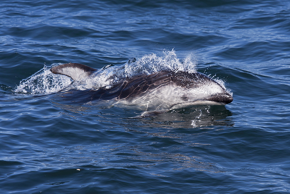 Pacific white-sided dolphin (Lagenorhynchus obliquidens) surfacing, Monterey, California, Pacific Ocean, United States of America, North America