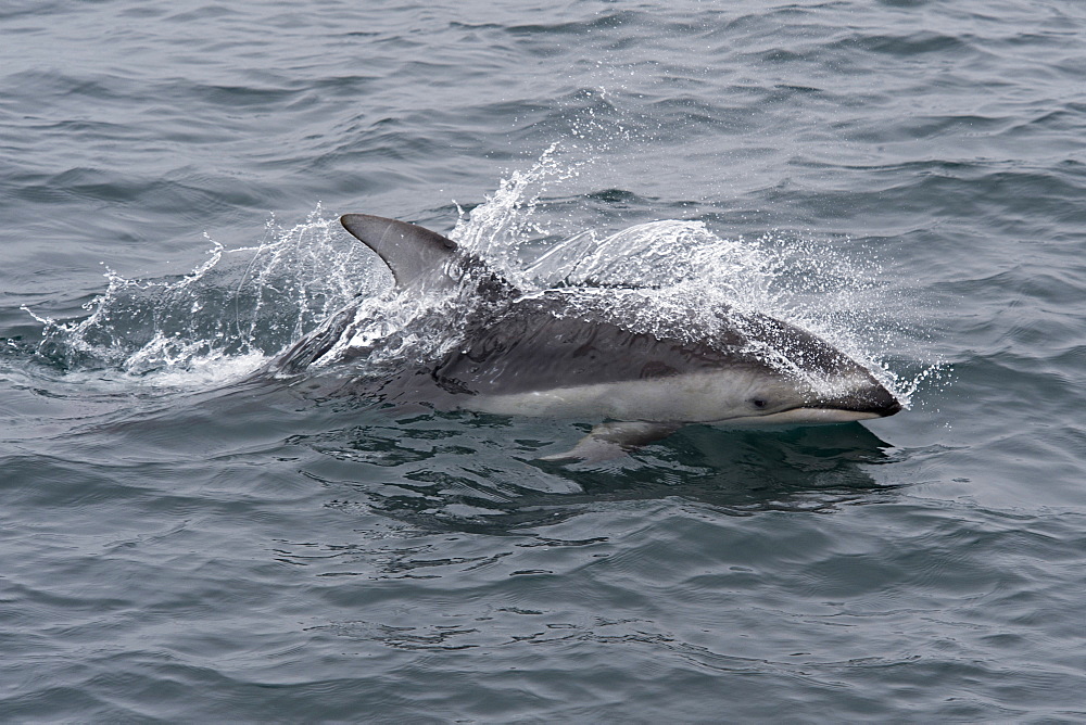 Pacific white-sided dolphin (Lagenorhynchus obliquidens) surfacing, Monterey, California, Pacific Ocean, United States of America, North America