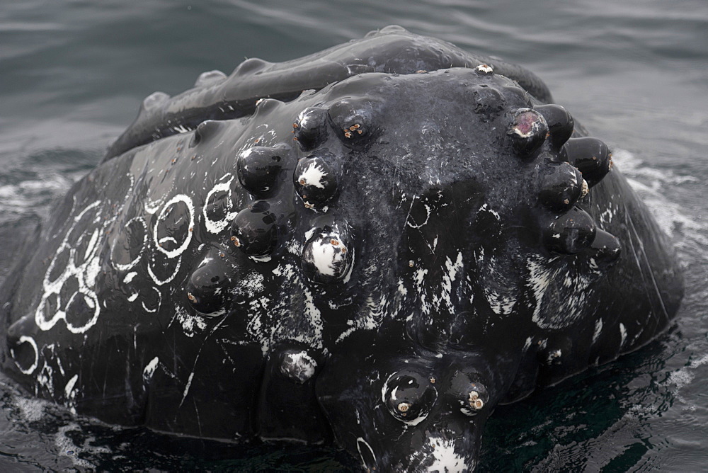 Humpback whale (Megaptera novaeangliae) with whale lice visible, interacting with Whalewatch boat, Monterey, California, United States of America, North America