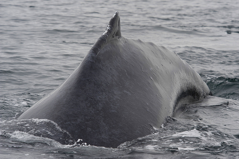 Humpback Whale (Megaptera novaeangliae) diving, Monterey, California, Pacific Ocean, United States of America, North America