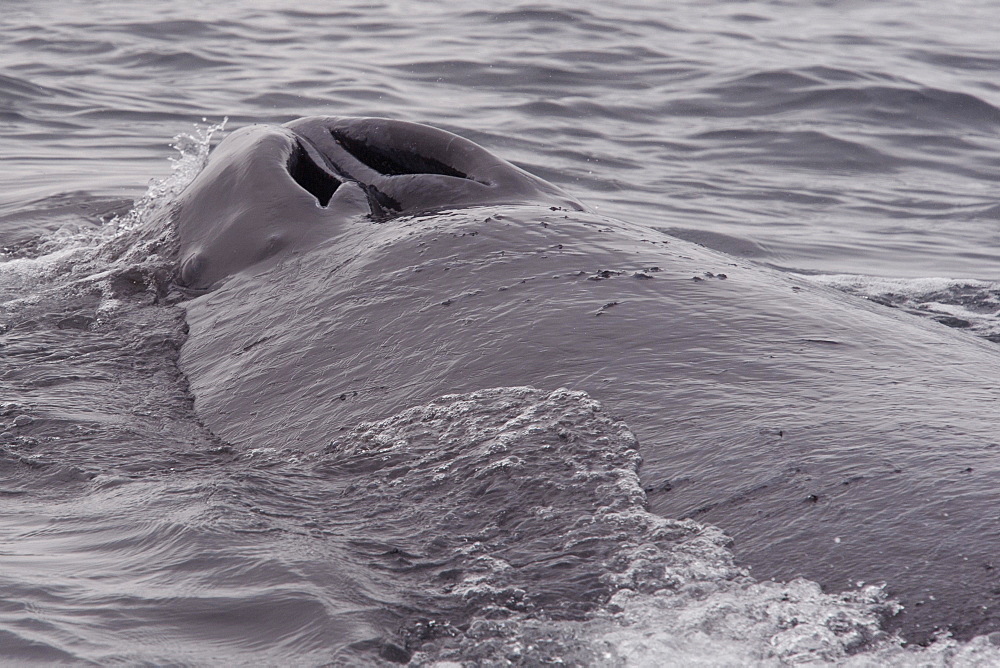 Humpback whale (Megaptera novaeangliae blowholes and rostrum, Monterey, California, Pacific Ocean, United States of America, North America