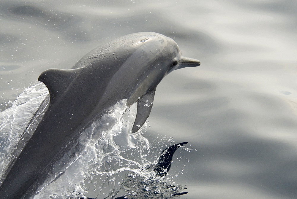 Spinner Dolphin (Stenella Longirostris). Azores, North Atlantic