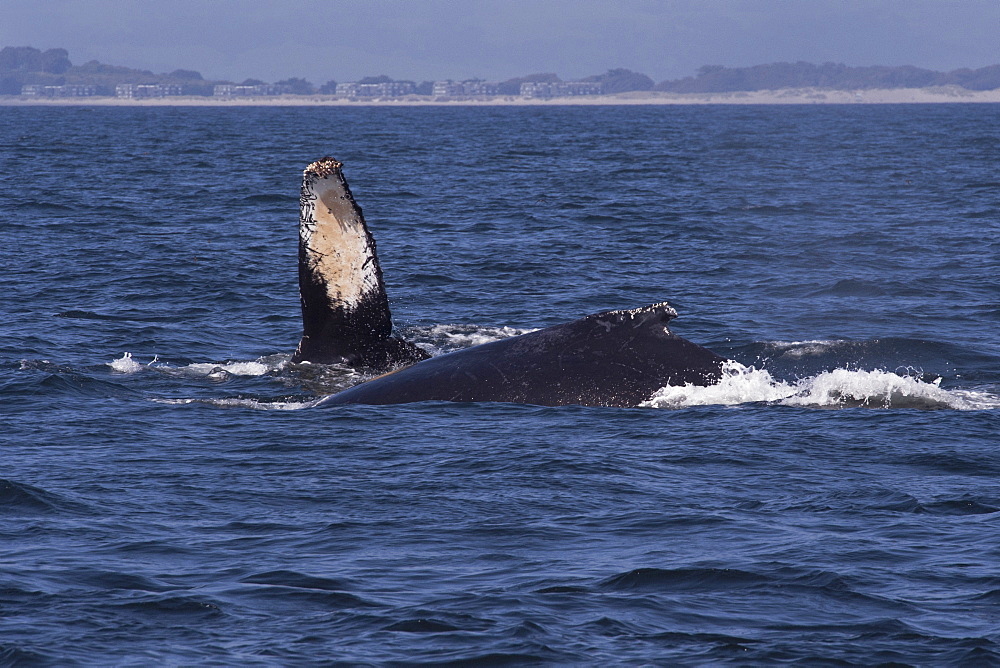 Humpback whales (Megaptera novaeangliae) side fluke, Monterey, California, Pacific Ocean, United States of America, North America