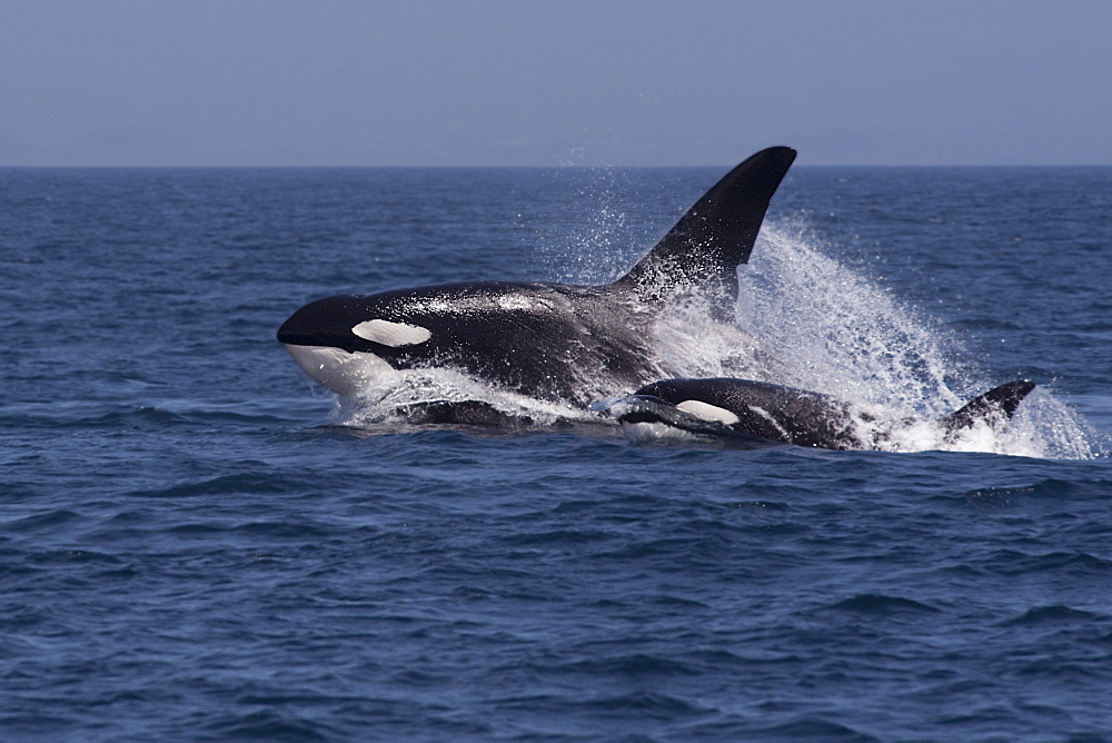 Can Opener, CA60, hunting a sealion, arguably the largest male Orca (Orcinus Orca) in whole of the California coastline, United States of America, North America