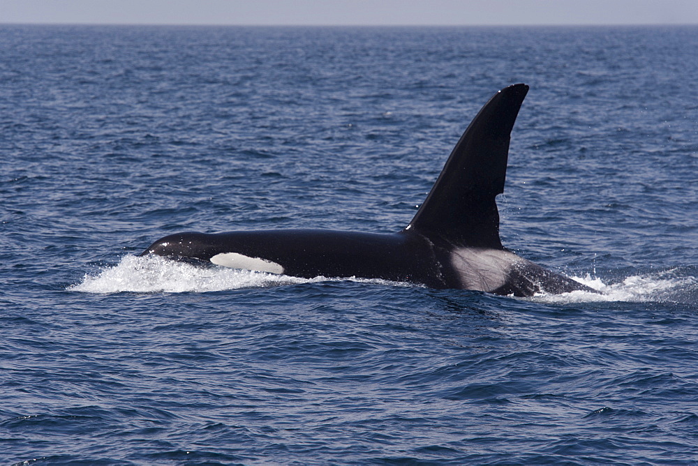 Can Opener, CA60, hunting a sealion, arguably the largest male Orca (Orcinus Orca) in whole of the California coastline, United States of America, North America