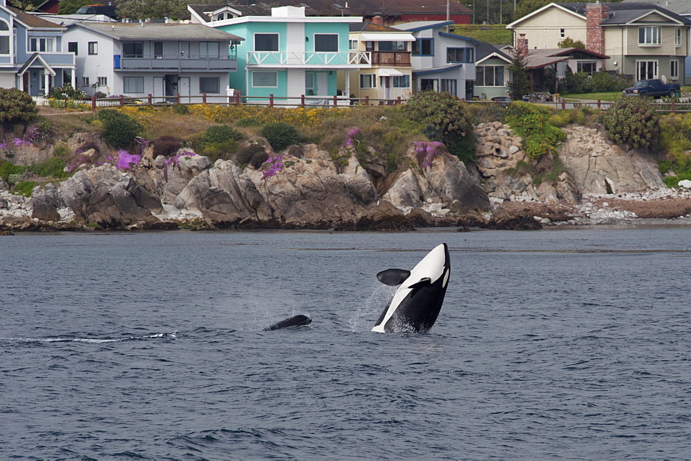 Transient killer whale (orca) (Orcinus orca) breaching in front of houses at Pacific Grove, Monterey, California, Pacific Ocean, United States of America, North America