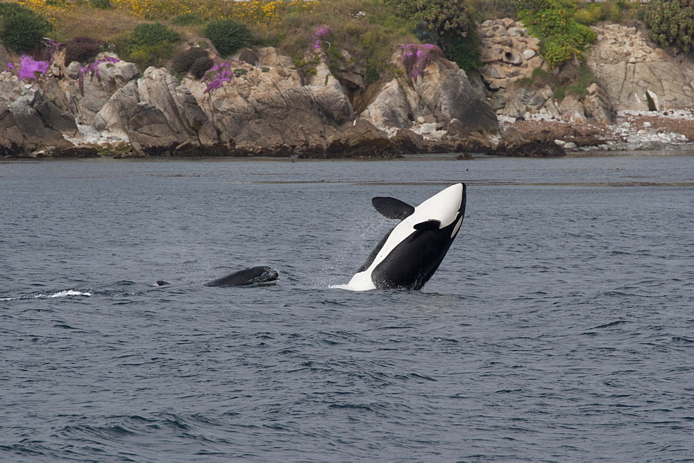 Transient killer whale (orca) (Orcinus orca) breaching at Pacific Grove, Monterey, California, Pacific Ocean, United States of America, North America