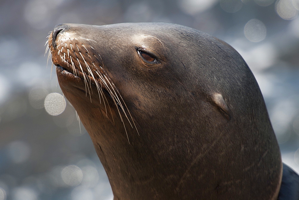 California sealion (Zalophus californianus) adult female, Monterey, California, United States of America, North America