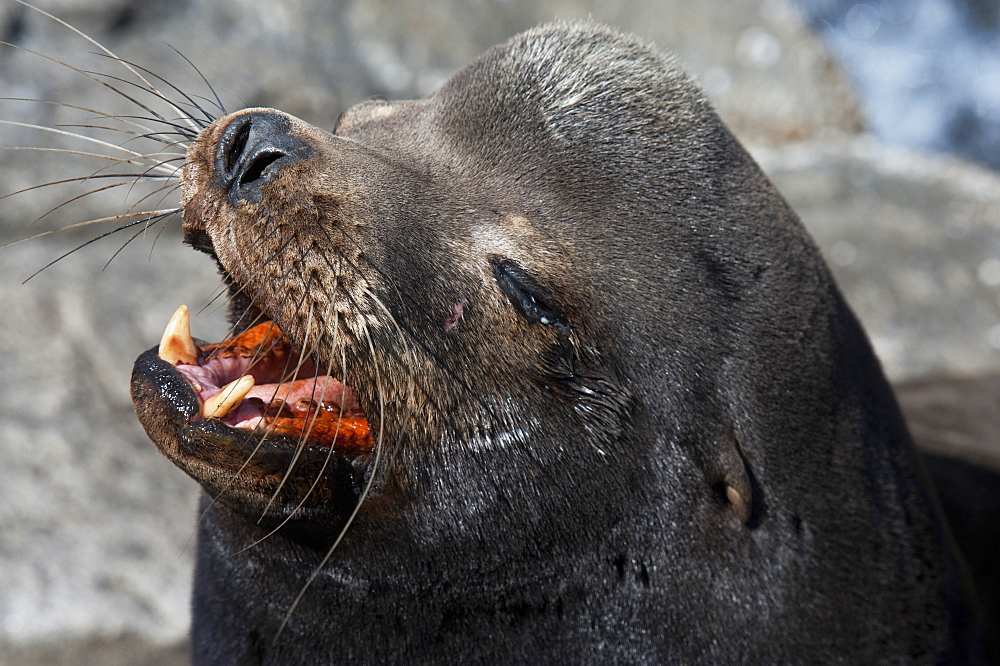 California sealion (Zalophus californianus), large adult male with sagittal crest, Monterey, California, United States of America, North America