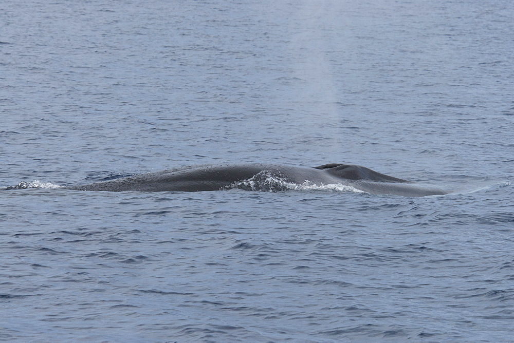 Fin whale (Balaenoptera physalus) surfacing, Azores, Atlantic Ocean, Portugal, Europe