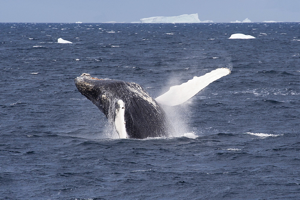 Humpback whale (Megaptera novaeangliae) breaching, Antarctic Peninsula, Antarctica, Polar Regions