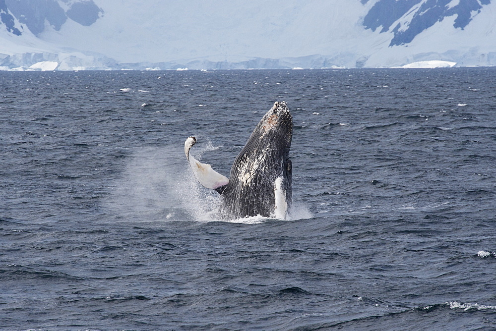 Humpback whale (Megaptera novaeangliae) breaching in front of glacier, Antarctic Peninsula, Antarctica, Polar Regions