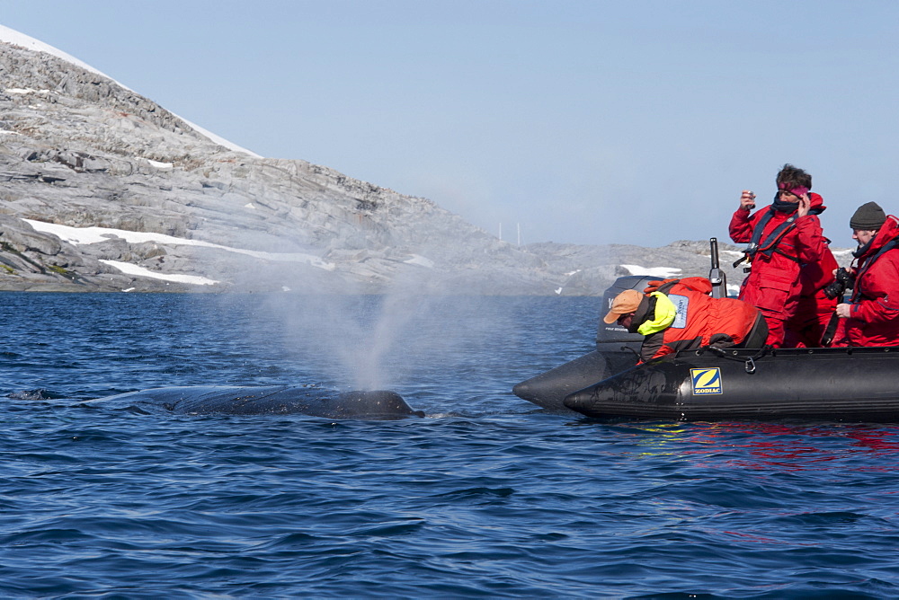 Friendly humpback whale (Megaptera novaeangliae), interacting with tourist zodiac, Antarctic Peninsula, Antarctica, Polar Regions