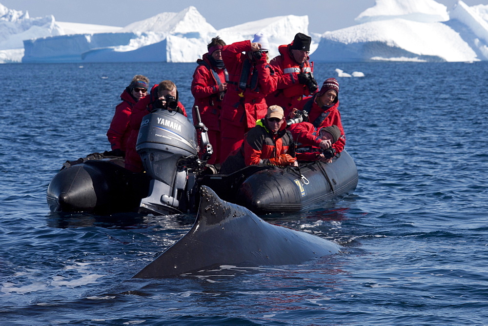 Friendly humpback whale (Megaptera novaeangliae), interacting with tourist zodiac, Antarctic Peninsula, Antarctica, Polar Regions