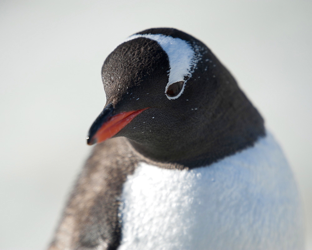 Gentoo penguin (Pygoscelis papua,), Peterman Island, Antarctic Peninsula, Antarctica, Polar Regions