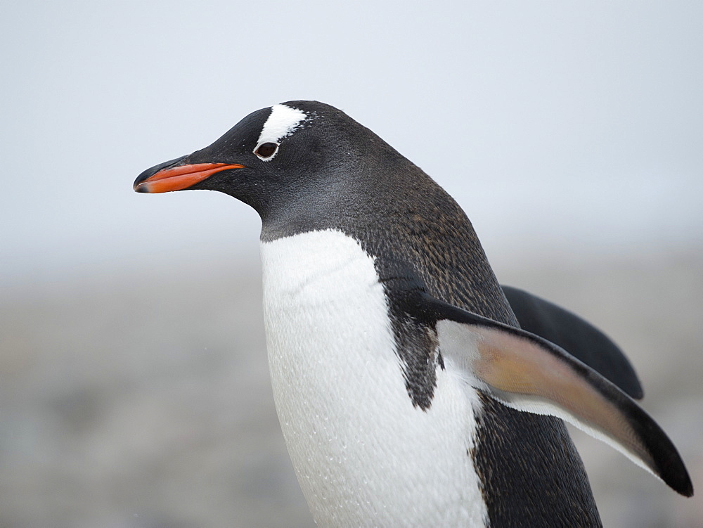 Gentoo penguin (Pygoscelis papua) walking, Hannah Point, South Shetland Islands, Antarctica, Polar Regions