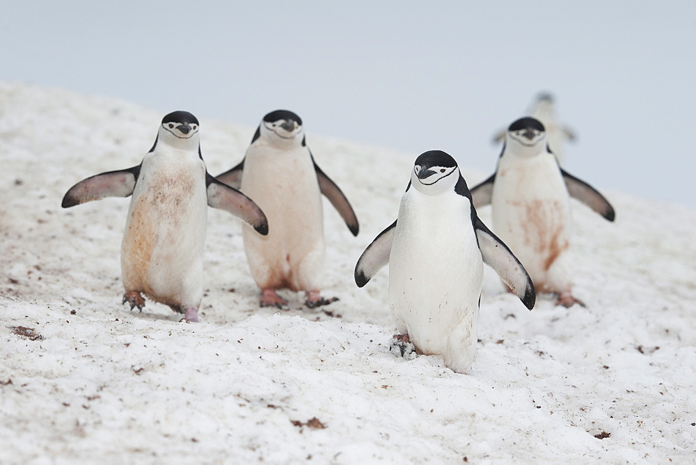 Chinstrap Penguin (Pygoscelis antarcticus) group, Half Moon Island, South Shetland Islands, Antarctica, Polar Regions 