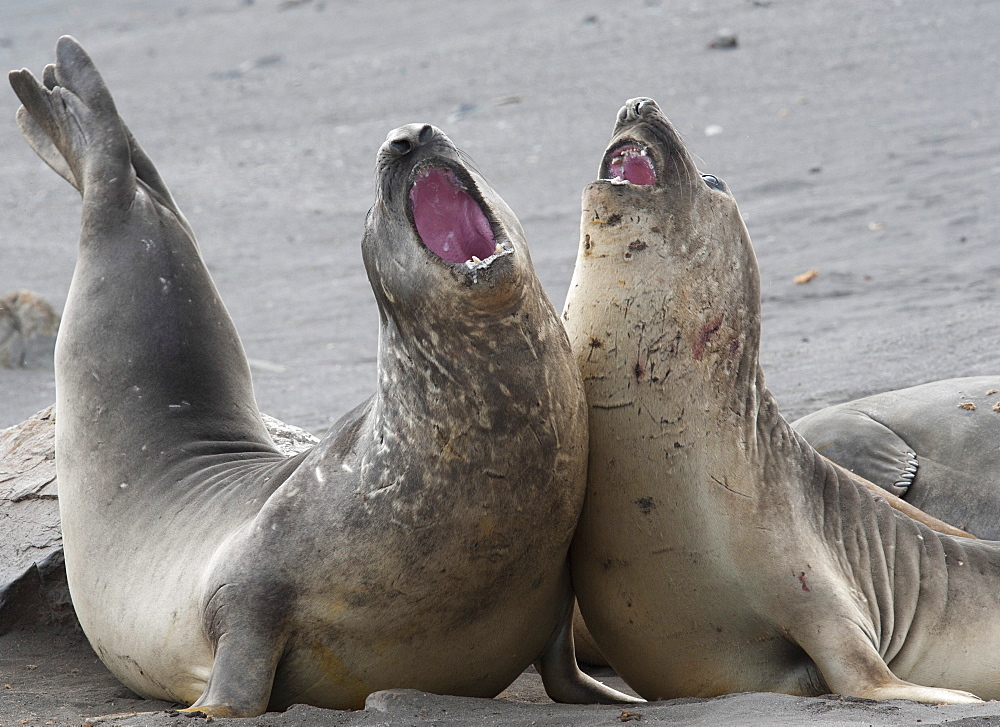 Southern Elephant Seal bulls (Mirounga leonina) fighting, Hannah Point, South Shetland Islands, Antarctica, Polar Regions 