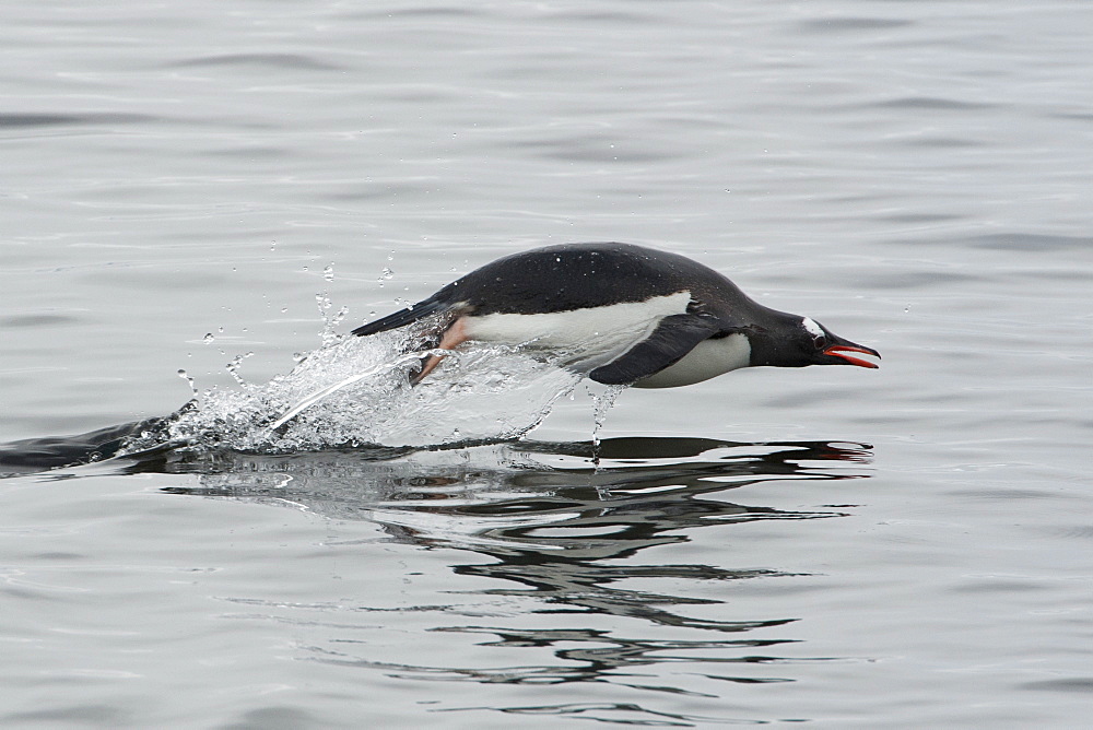 Gentoo penguin (Pygoscelis papua) porpoising, Antarctic Peninsula, Antarctica, Polar Regions 