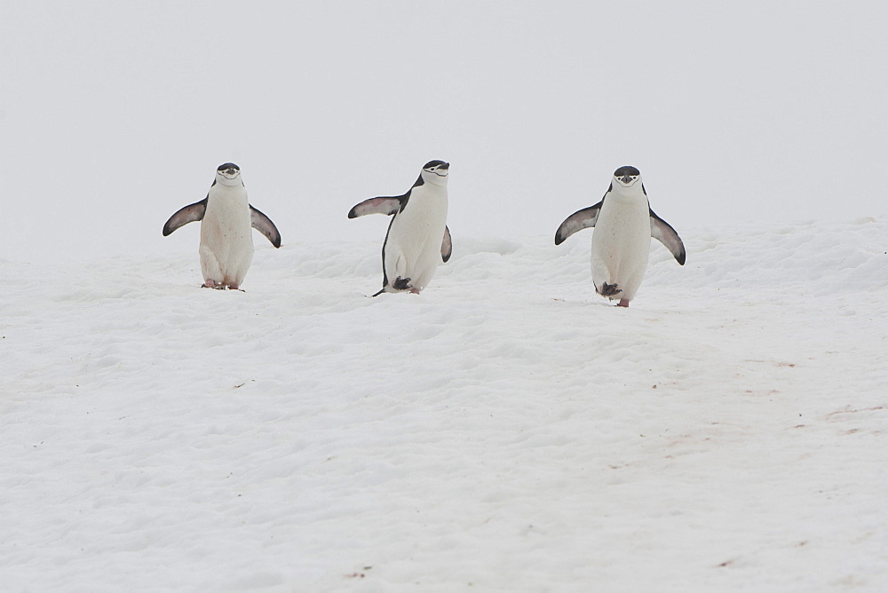 Chinstrap Penguins (Pygoscelis antarcticus), Orne Harbour, Antarctic Peninsula, Antarctica, Polar Regions 