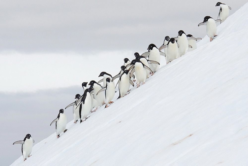 Adelie Penguin (Pygoscelis adeliae) large group on iceberg, Yalour Islands, Antarctic Peninsula, Antarctica, Polar Regions 