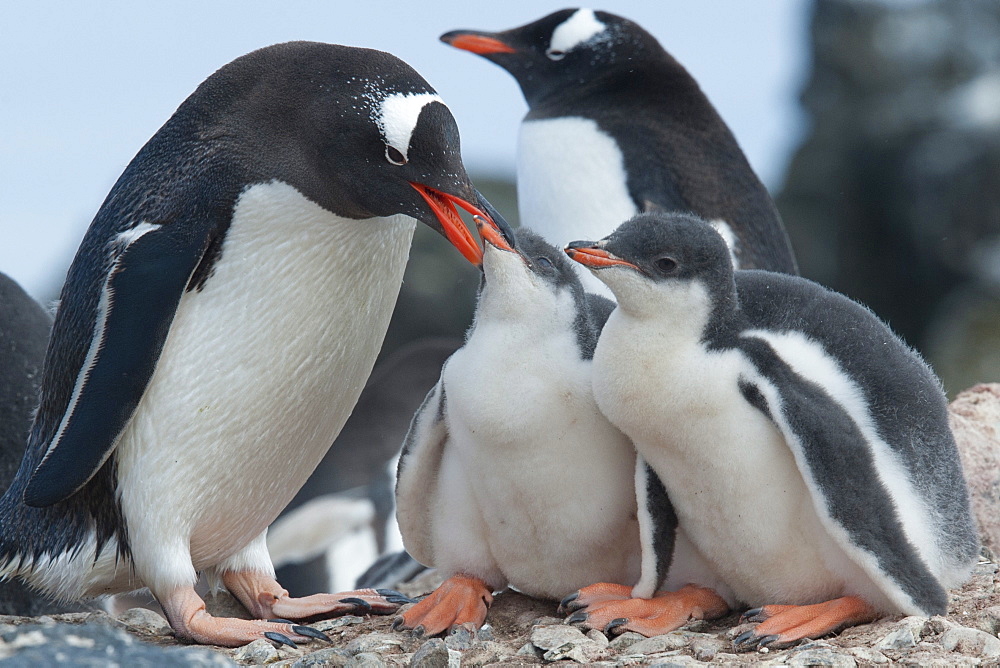 Gentoo penguin (Pygoscelis papua) adult feeding chicks, Hannah Point, South Shetland Islands, Antarctica, Polar Regions 