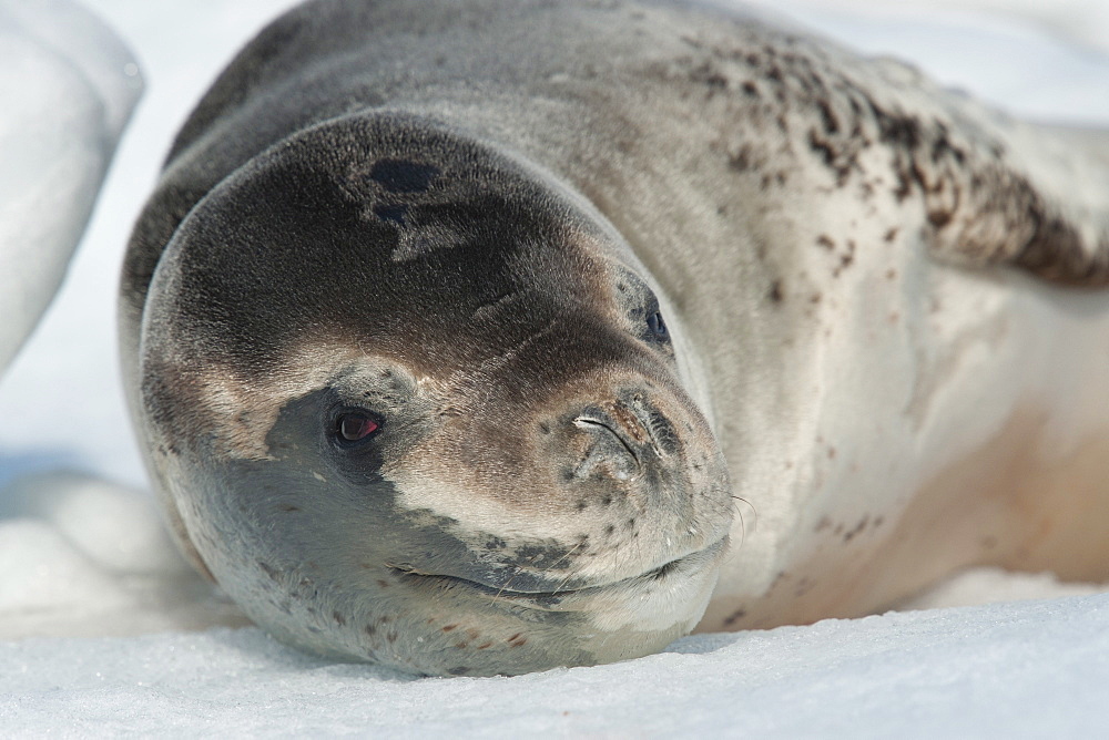 Leopard seals (Hydrurga leptonyx) resting on iceberg near penguin colony, Pleneau Island, Antarctic Peninsula, Antarctica, Polar Regions 