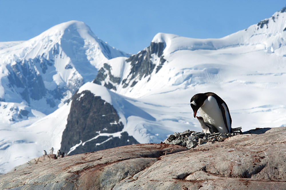 Adult Gentoo penguin (Pygoscelis papua) and chick on nest, with mountains and glaciers in background, Antarctic Peninsula, Antarctica, Polar Regions 