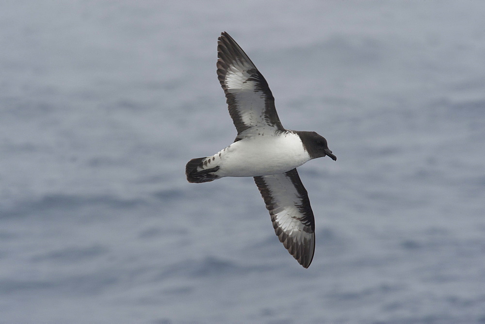 Cape Petrel (Daption capense) soaring in the Drake Passage, Southern Ocean, Antarctica, Polar Regions