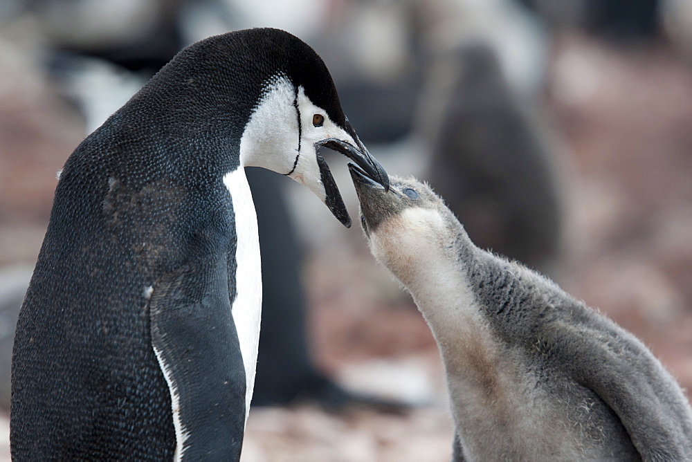 Adult chinstrap penguin (Pygoscelis antarcticus) feeding chick, Neko Harbour, Antarctic Peninsula, Antarctica, Polar Regions