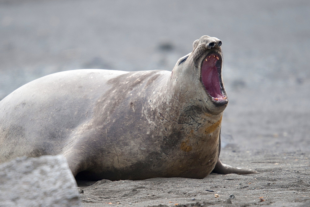 Southern elephant seal (Mirounga leonina) bull roaring, Hannah Point, South Shetland Isles, Antarctica, Polar Regions