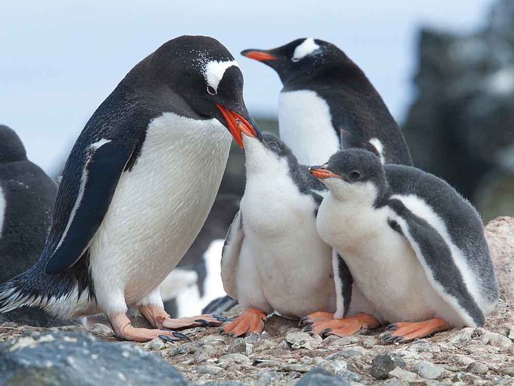 Gentoo penguin adult (Pygoscelis papua) feeding chicks, Hannah Point, South Shetland Islands, Antarctica, Polar Regions