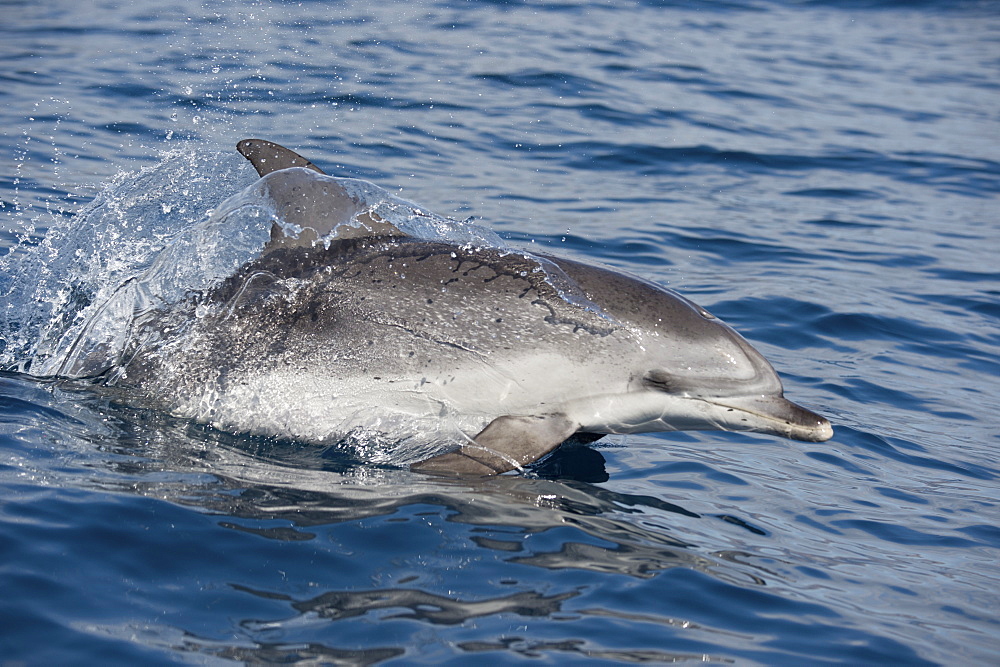 Atlantic spotted dolphin (Stenella frontalis) adult porpoising, La Gomera, Canary Islands, Atlantic, Spain, Europe