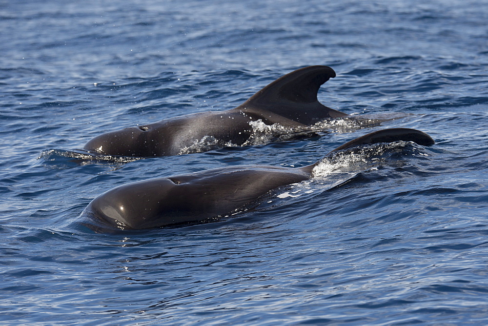 Short-finned pilot whales (Globicephala macrorhynchus) surfacing, showing markings, La Gomera, Canary Islands, Atlantic, Spain, Europe