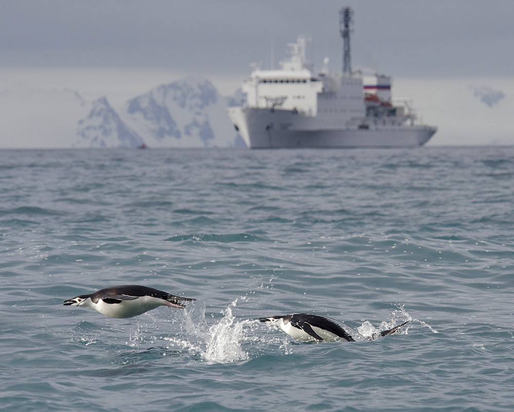 Chinstrap penguins (Pygoscelis antarcticus) porpoising in front of expedition ship, Half Moon Island, South Shetland Islands, Antarctica, Polar Regions