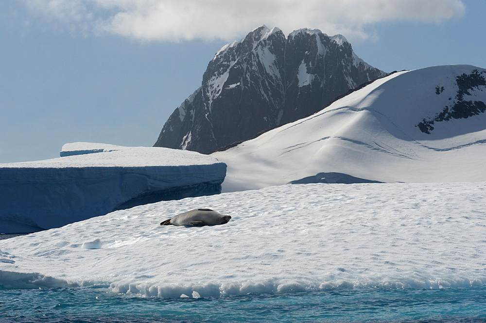 Crabeater seal (Lobodon carcinophagus) resting on an iceberg with mountain in background, Antarctic Peninsula, Antarctica, Polar Regions