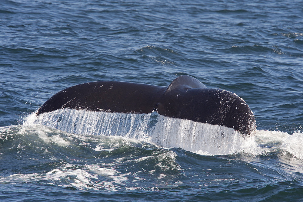 Humpback whale (Megaptera novaeangliae) fluking, Monterey, California, United States of America, North America