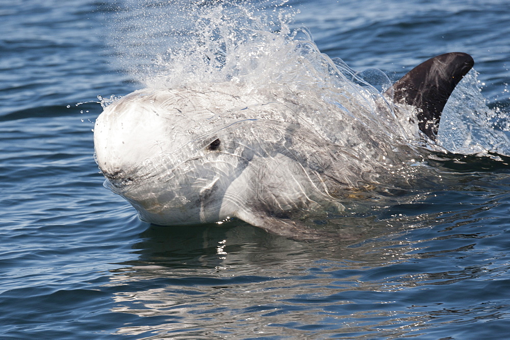 Rissos dolphin (Grampus griseus) surfacing, Monterey, California, United States of America, North America