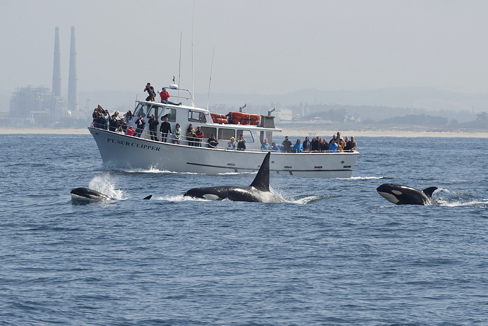 Male, female and calf transient killer whale (Biggs killer whale) (Orca) (Orcinus orca) surfacing in front of boat in the Pacific Ocean, Monterey, California, United States of America, North America