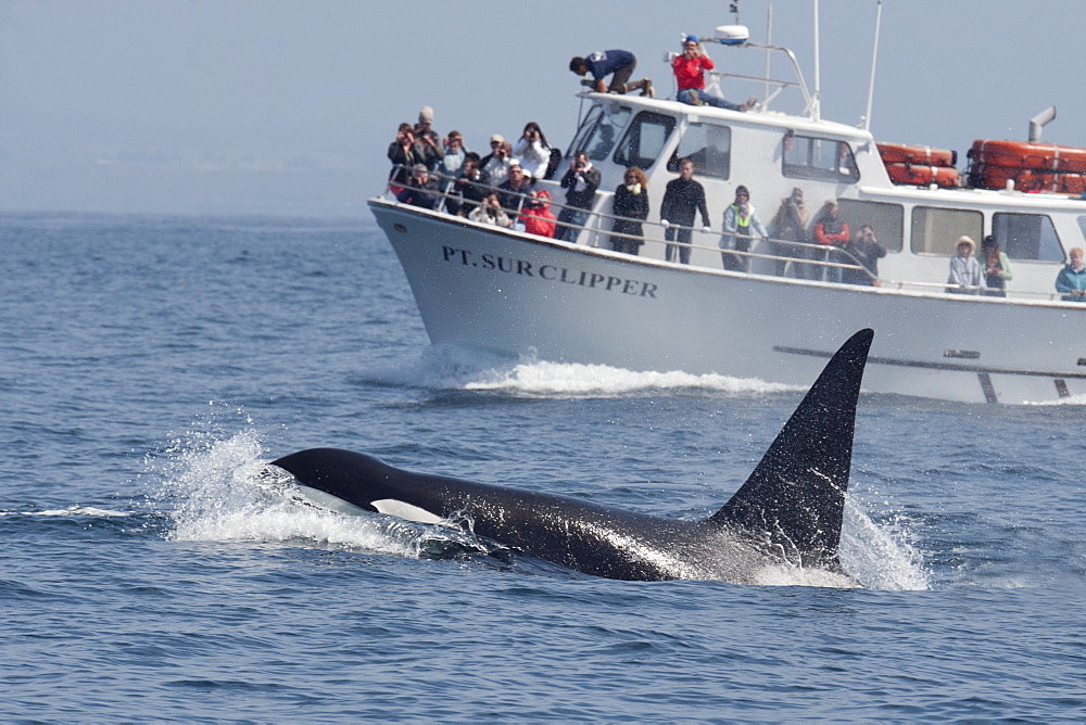 Male transient killer whale (Biggs killer whale) (Orca) (Orcinus orca) surfacing in front of boat in the Pacific Ocean, Monterey, California, United States of America, North America