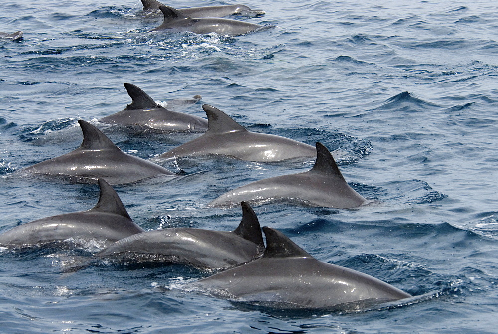 Indo-Pacific Bottlenose Dolphin (Tursiops Aduncus). Azores, North Atlantic