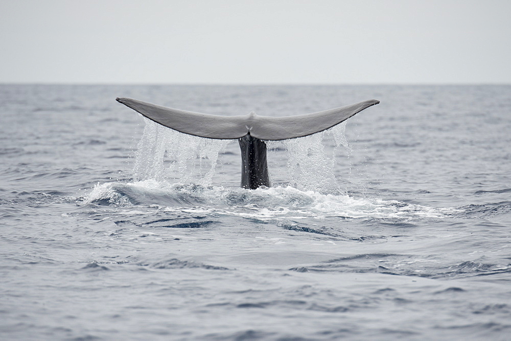 Sperm Whale, Physeter macrocephalus, fluking or diving at the surface, Azores, Atlantic Ocean