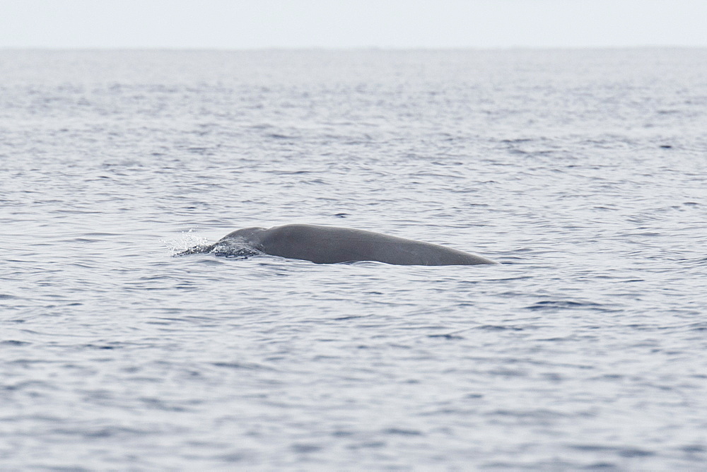 Gervais Beaked Whale, Mesoplodon europaeus, adult surfacing, showing beak, extremely rare unusual image, Azores, Atlantic Ocean