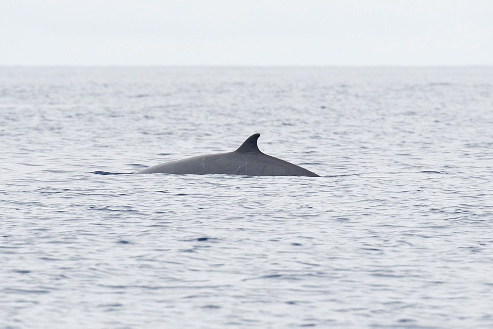 Gervais Beaked Whale, Mesoplodon europaeus, adult surfacing, showing dorsal fin, extremely rare image, Azores, Atlantic Ocean