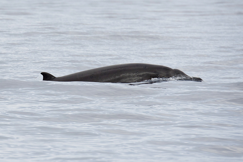 Sowerbys Beaked Whale, Mesoplodon Bidens, adult female surfacing, rare unusual image, Azores, Atlantic Ocean