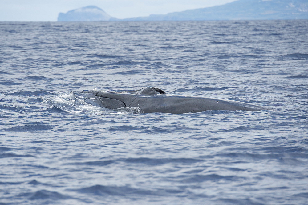 Fin Whale, Balaenoptera physalus, surfacing, near Pico, Azores, Atlantic Ocean