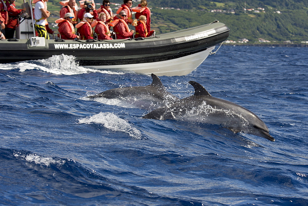 Tourists watch Atlantic Spotted Dolphins, Stenella frontalis, during a Whale-Watching trip, Azores, Atlantic Ocean